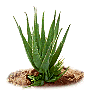 Aloe Vera Cancer Pictures Wallpapers