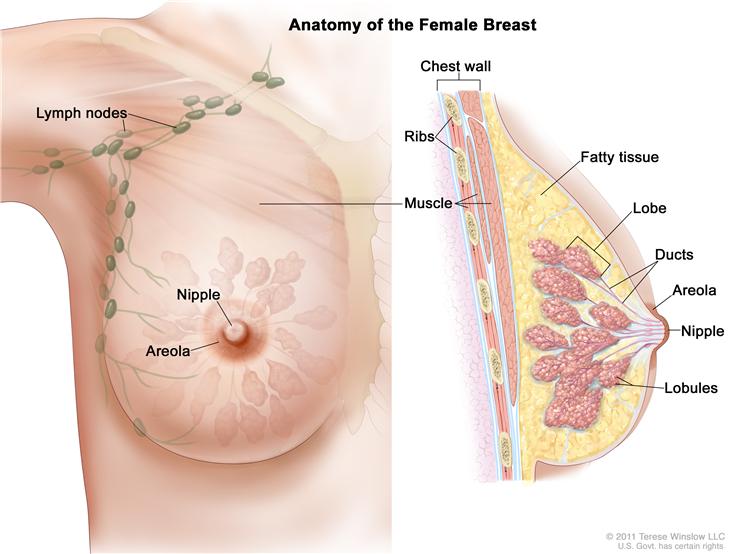 Breast Cancer During Pregnancy Bttndxo