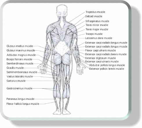 Muscle Anatomy Lower Back | MedicineBTG.com