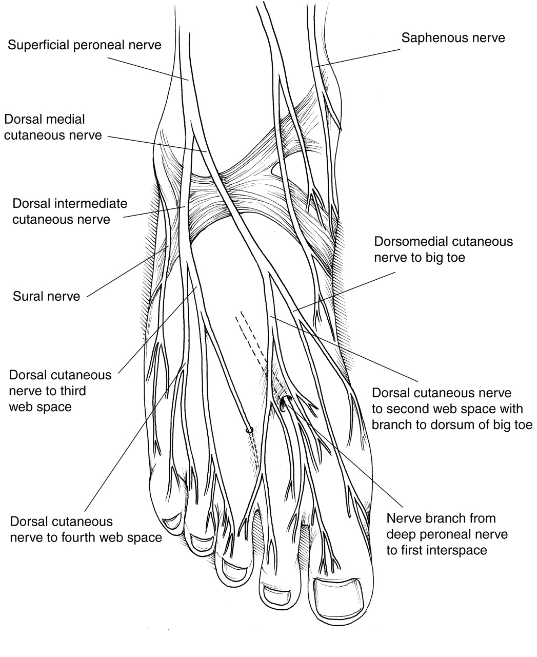 Nerve Anatomy Foot Kcdsmfqs