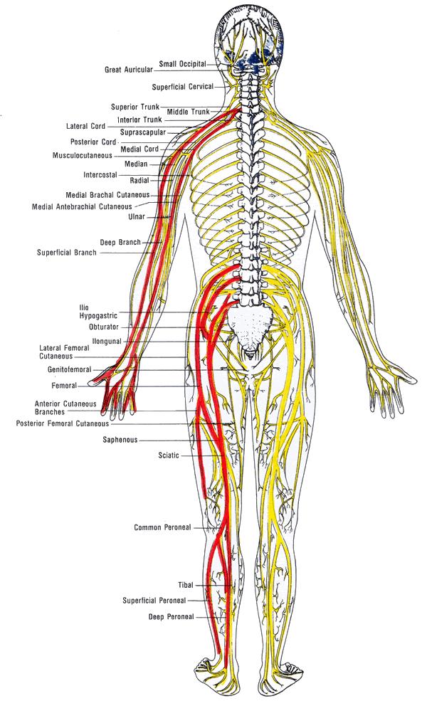 Nerves In Body Pictures Wallpapers