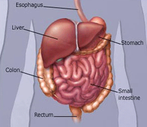 Where Is The Liver Located On The Body Pictures Wallpapers