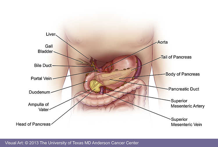 Where Is The Pancreas Located On The Body Pictures Wallpapers
