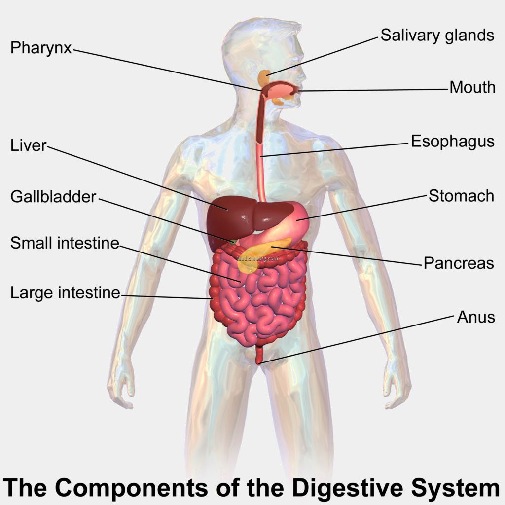 Digestive System Organs Real Pictures Wallpapers