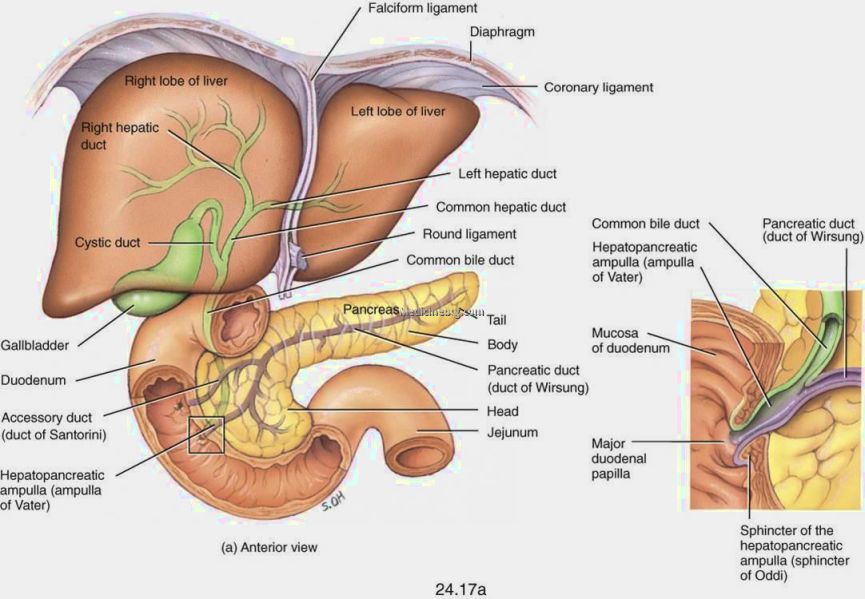 Liver And Pancreas Diagram Pictures Wallpapers