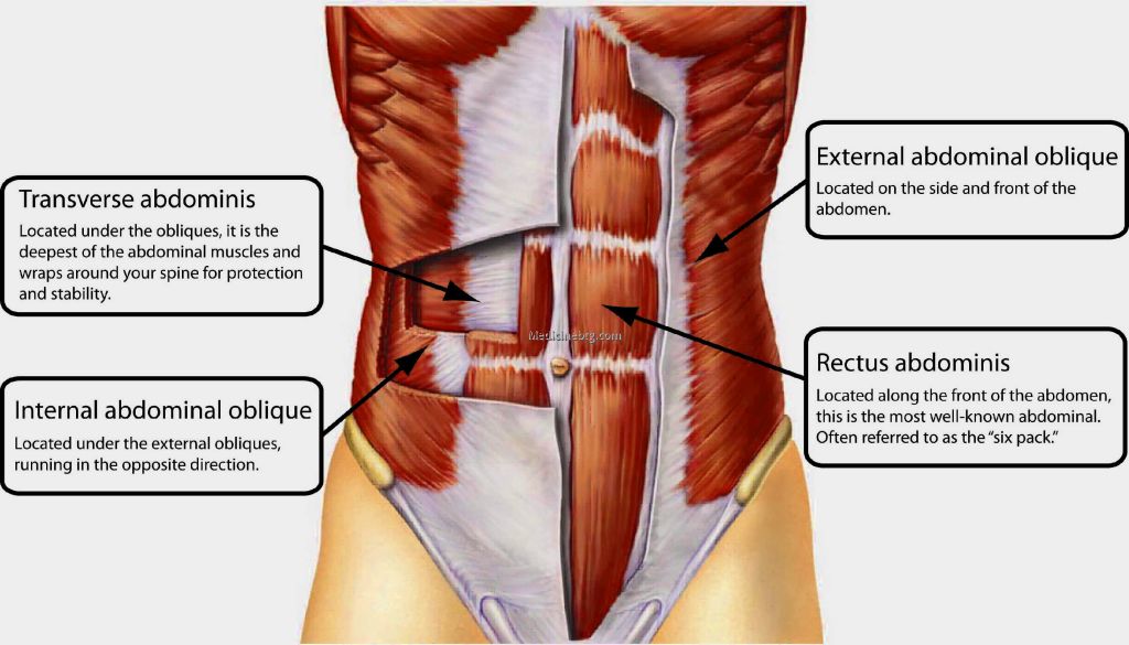 parts of the abs