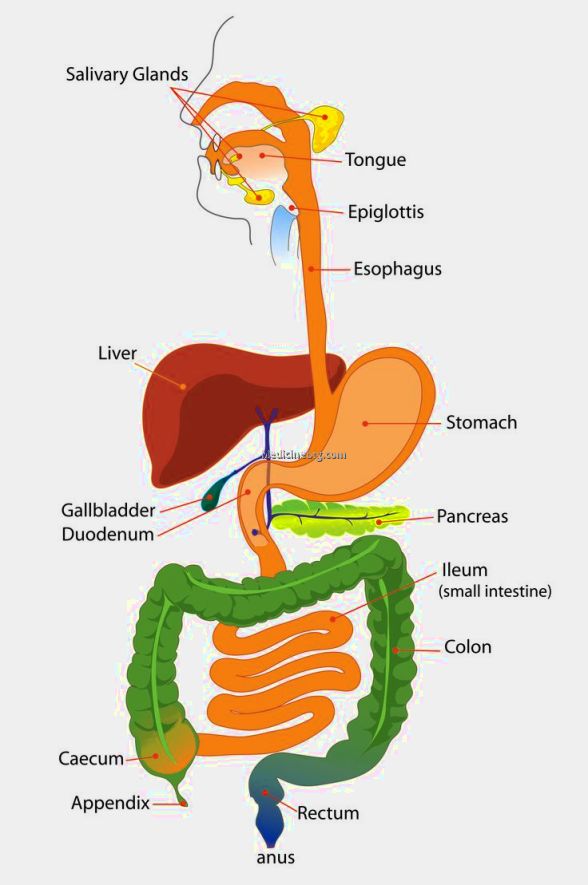 simple digestive system diagram for kids