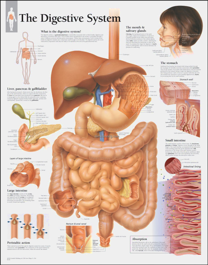 Digestive System Model Labeled Pictures Wallpapers