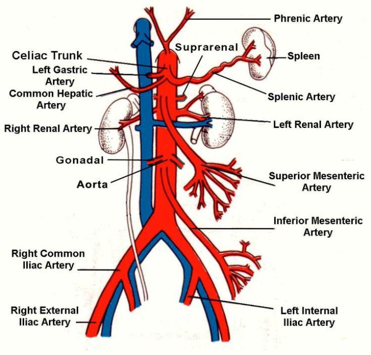 Abdominal Aorta Pictures Wallpapers