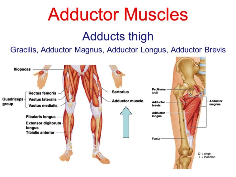 Adductor Muscles Pictures Wallpapers