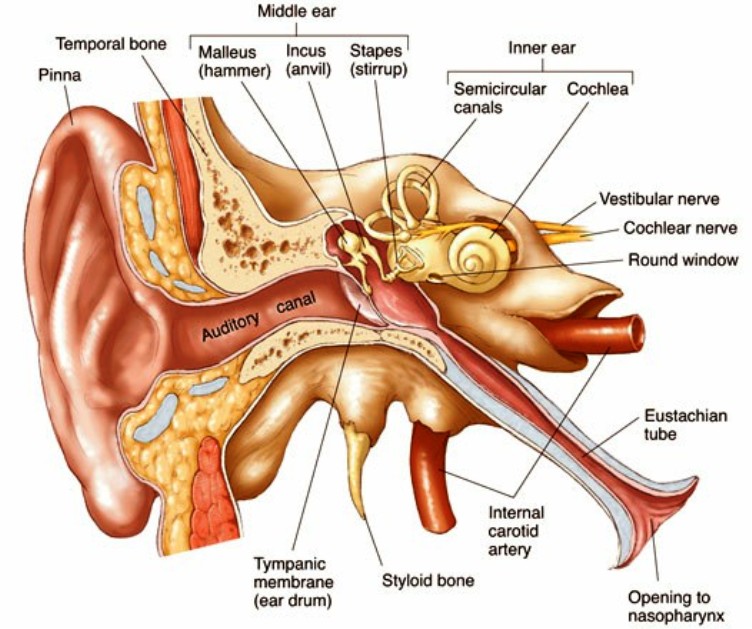 Anatomy Of The Ear_129392