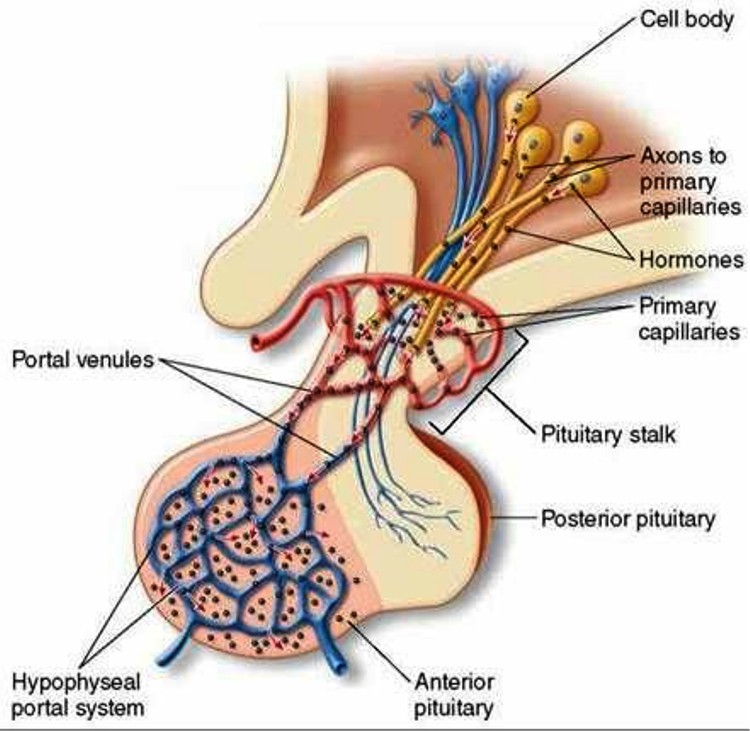 Anterior pituitary cells Pictures Wallpapers