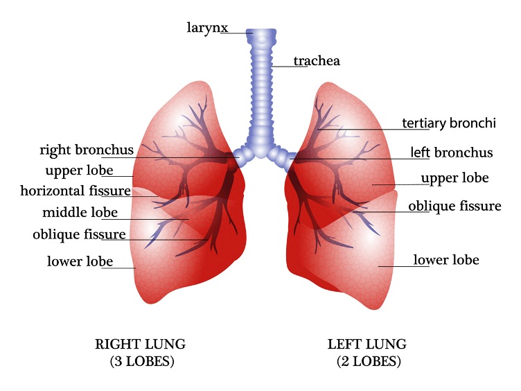 Lung Cancer Diagnosis