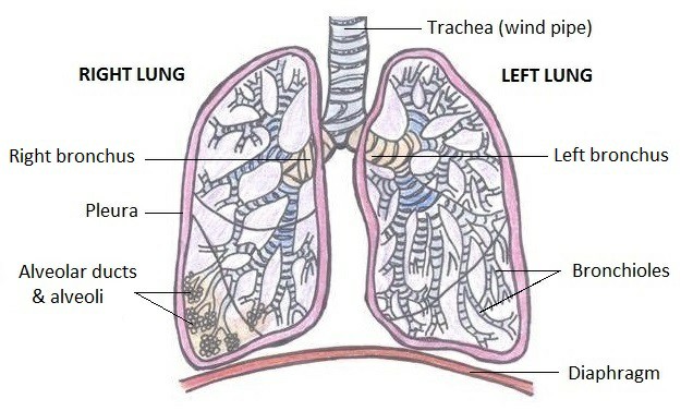Lung Cancer Image 128882