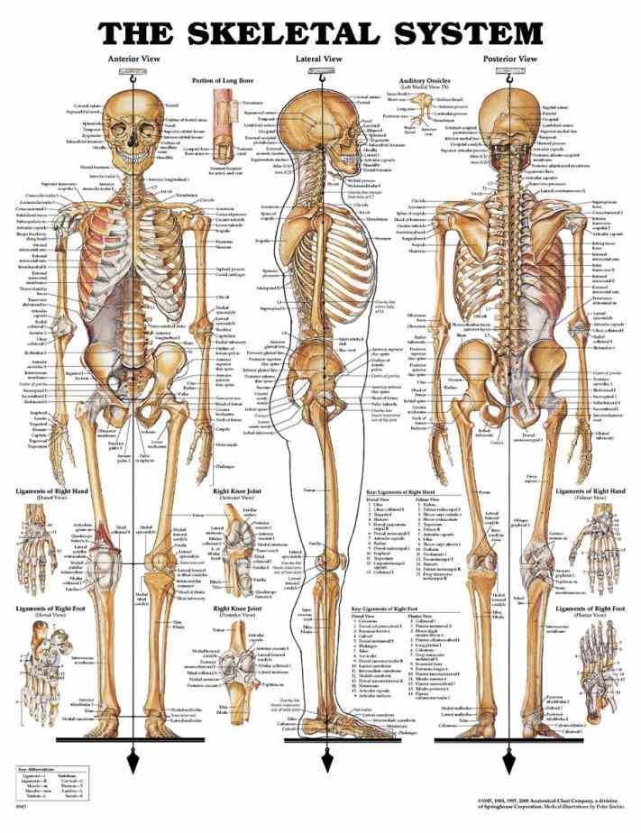 Anatomy Of All The Bones In The Body Pictures Wallpapers