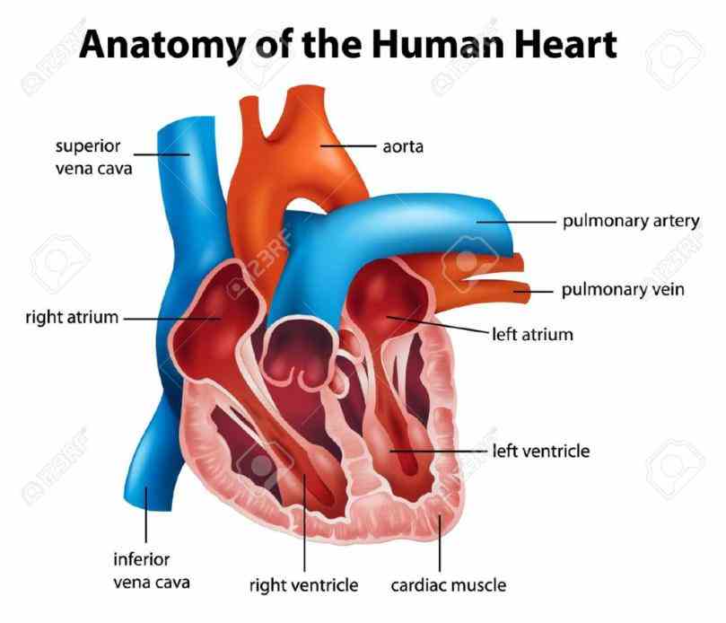 Heart Valve Anatomy Diagram Pictures Wallpapers