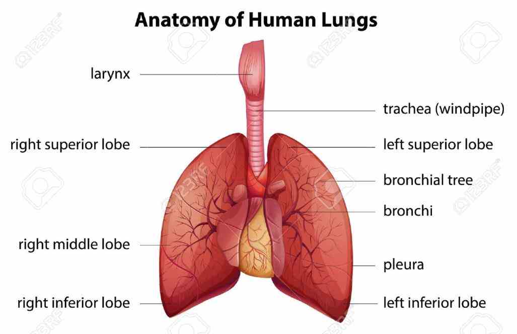 Anatomy Of Human Respiratory System Pictures Wallpapers