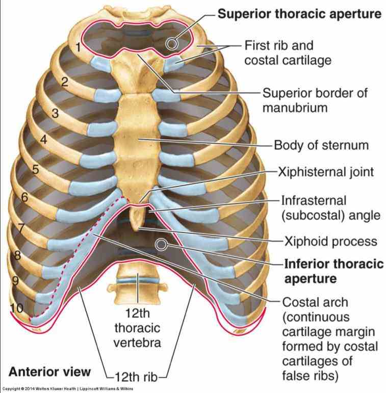 Anatomy Of Sternum And Ribs | MedicineBTG.com