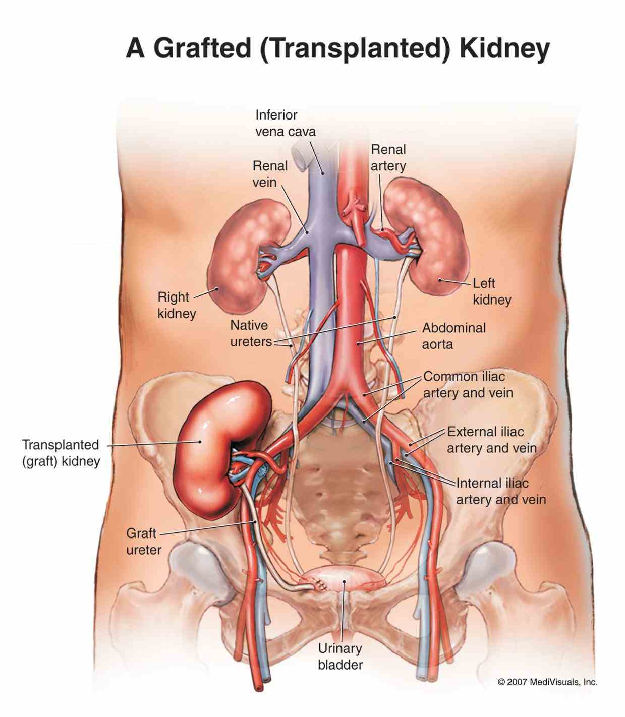 Anatomy Of The Body Liver Pictures Wallpapers