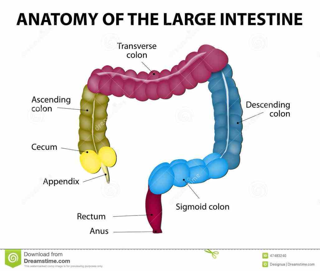 Anatomy Of The Large Intestine In Humans Pictures Wallpapers