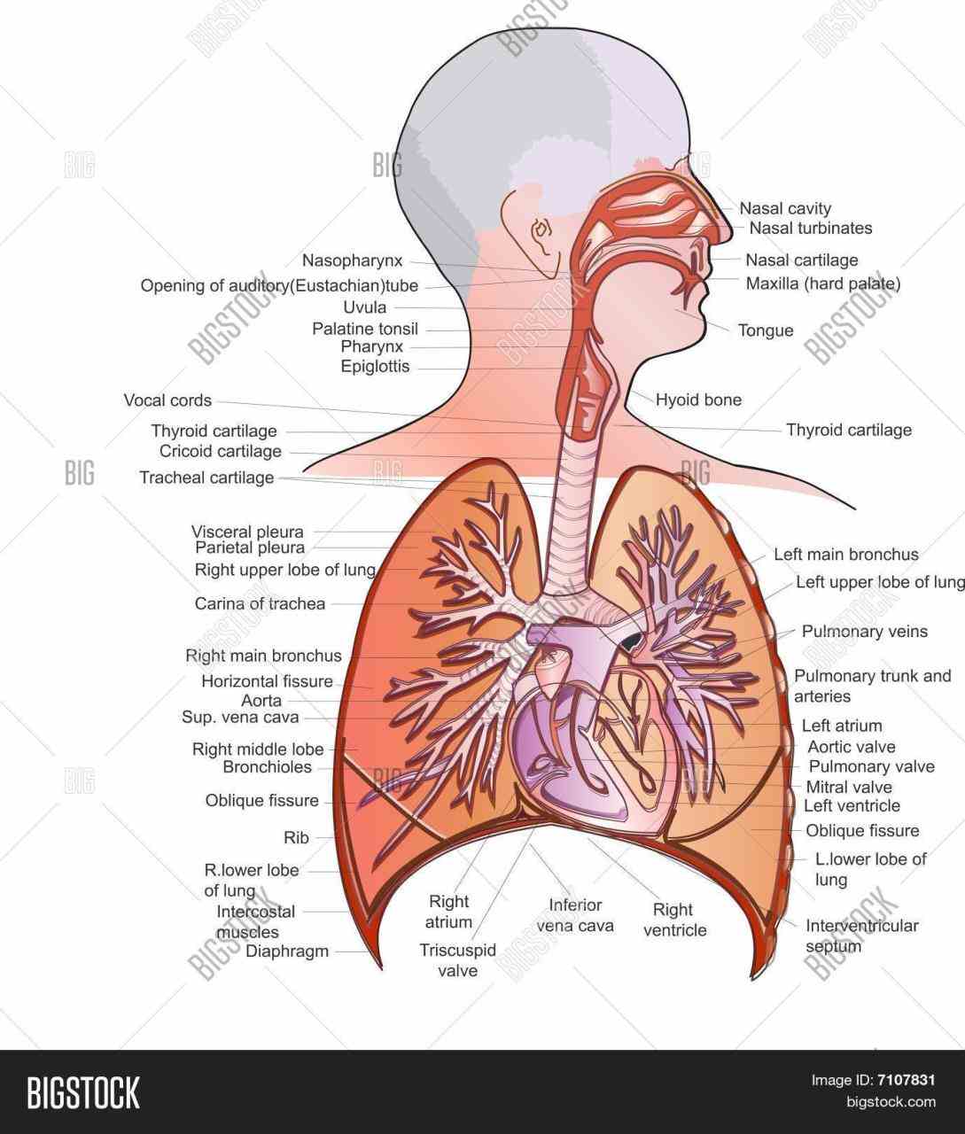 Anatomy Of The Pulmonary System Pictures Wallpapers
