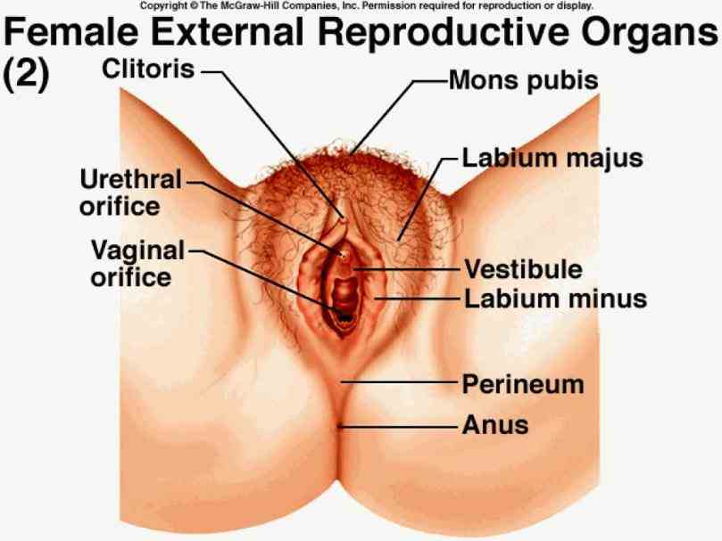 Anatomy Of Women Reproductive System female reproductive system encompasses all necessary organs needed to conceive and bear a child