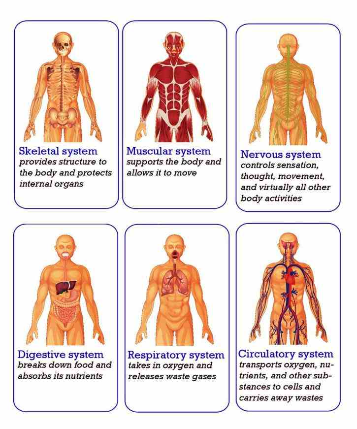 Pictures Of The Human Body Systems Anatomy Pictures Wallpapers