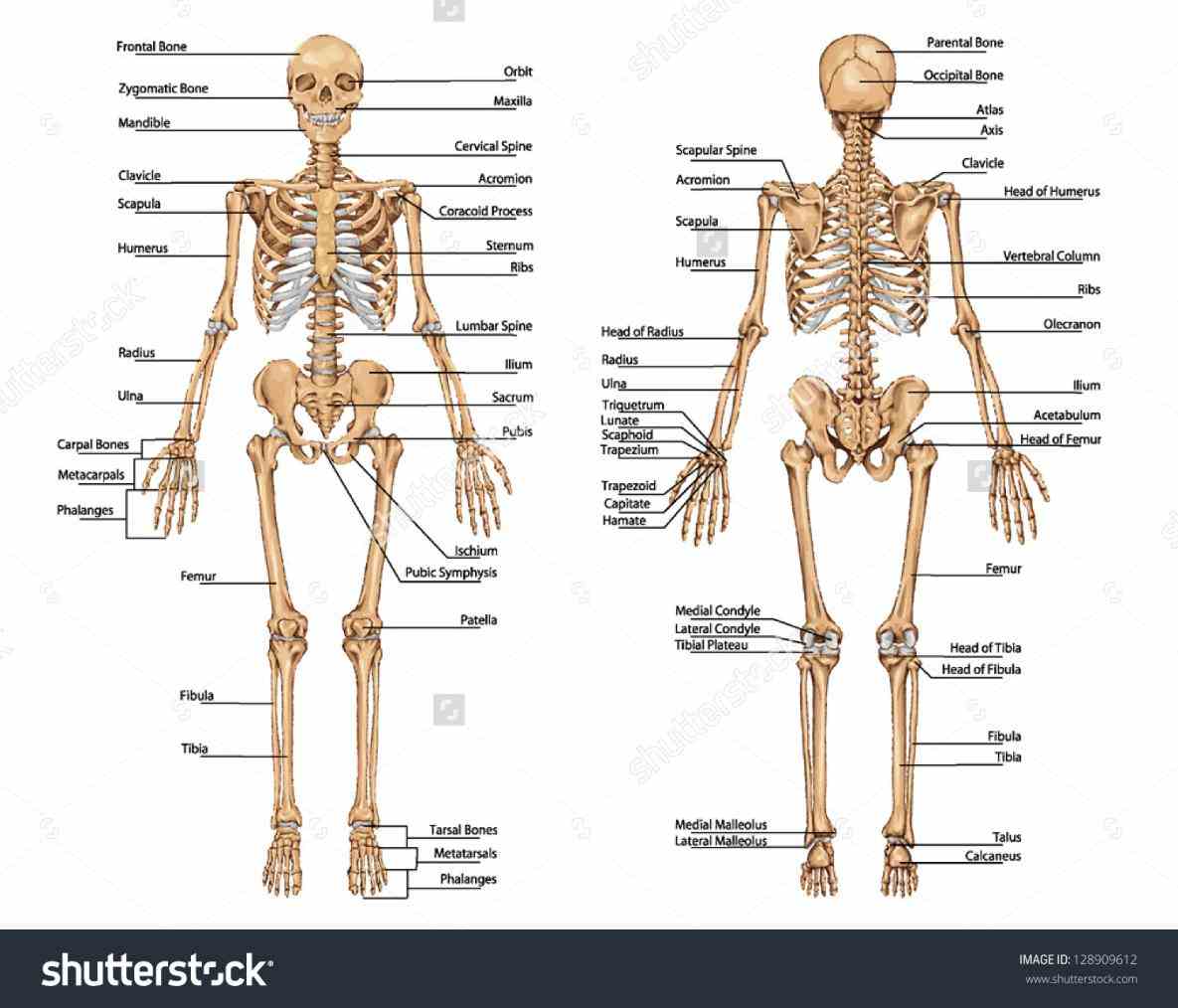 Major Bones Of The Human Skeleton Anatomy Pictures Wallpapers