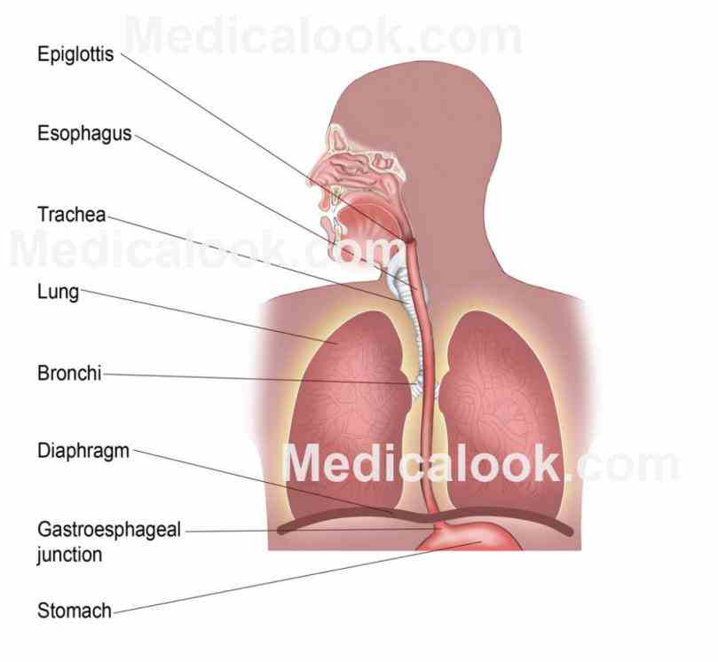 Anatomy Of Trachea And Esophagus Pictures Wallpapers