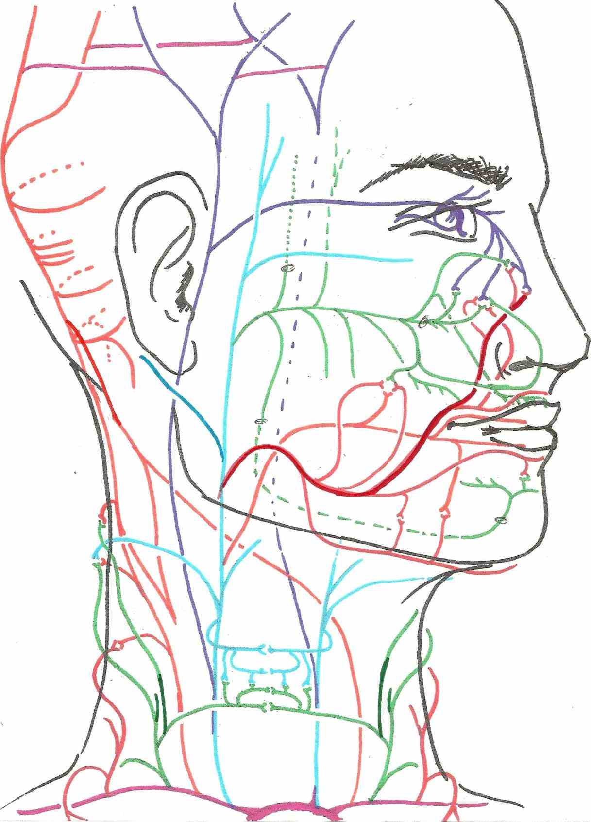 Head And Neck Muscle Diagram : muscles of the face & neck, unlabeled