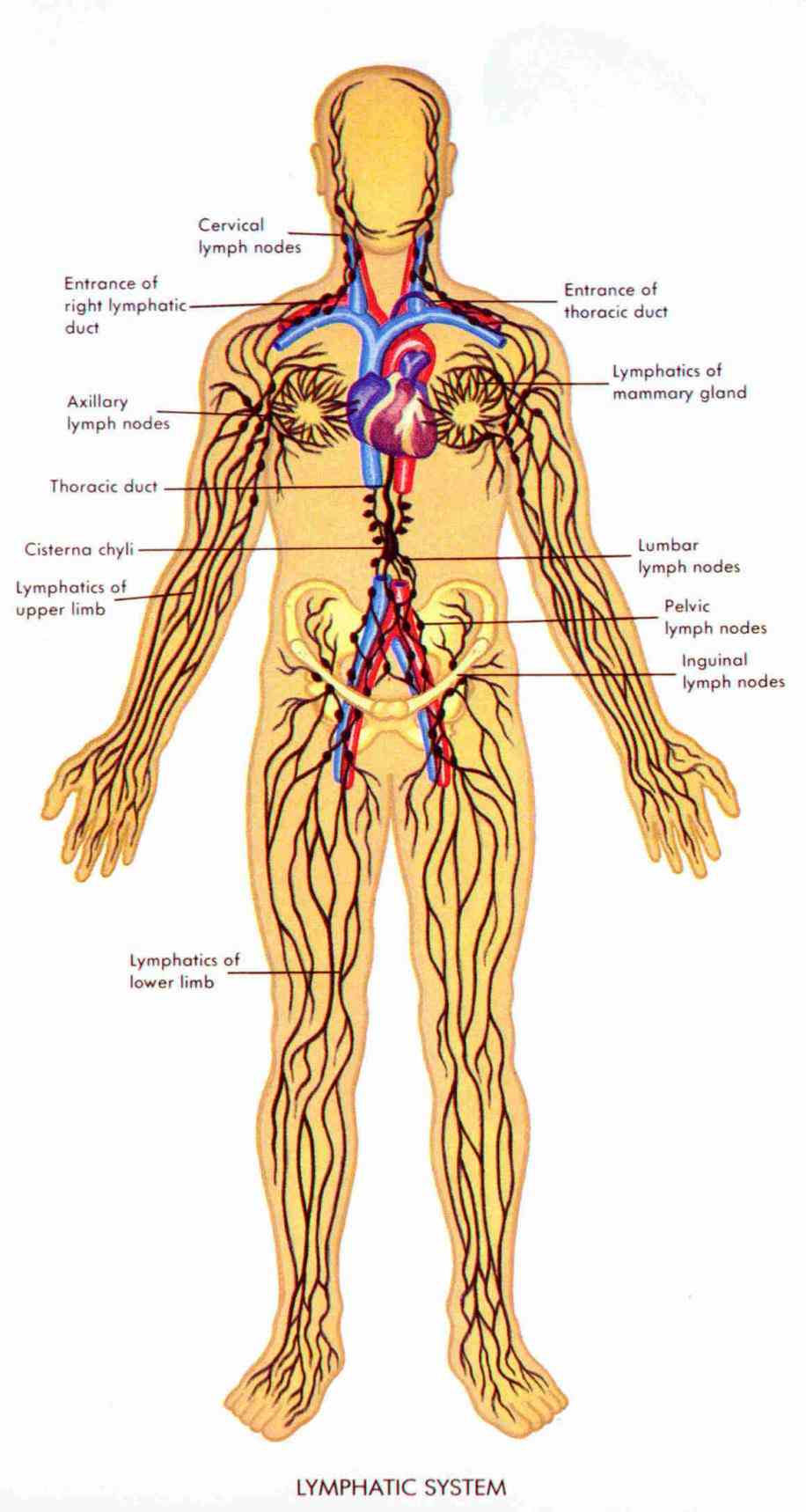 Parts Of The Lymphatic System And Their Functions Pictures Wallpapers
