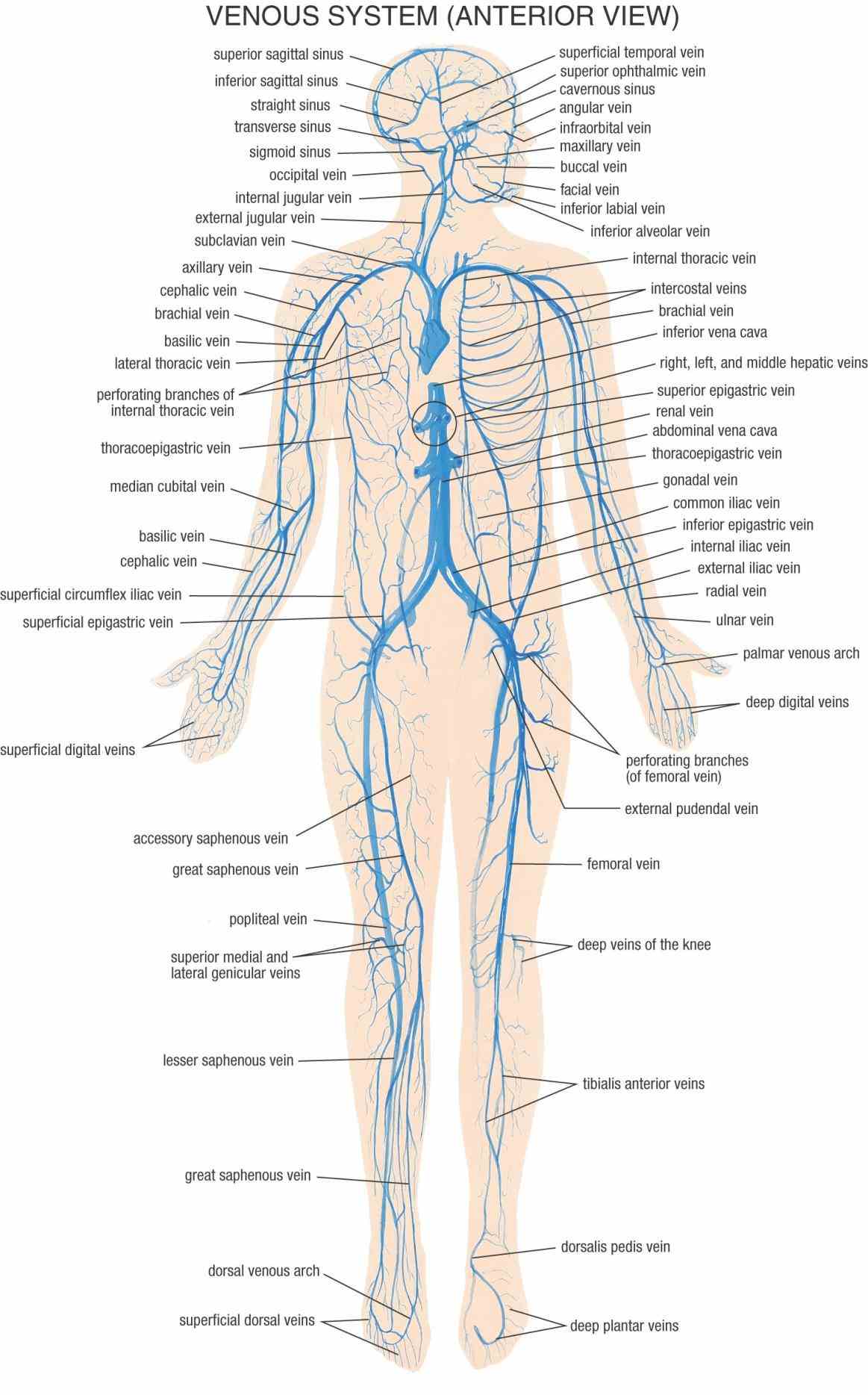 Arteries And Veins Structure Anatomy Pictures Wallpapers