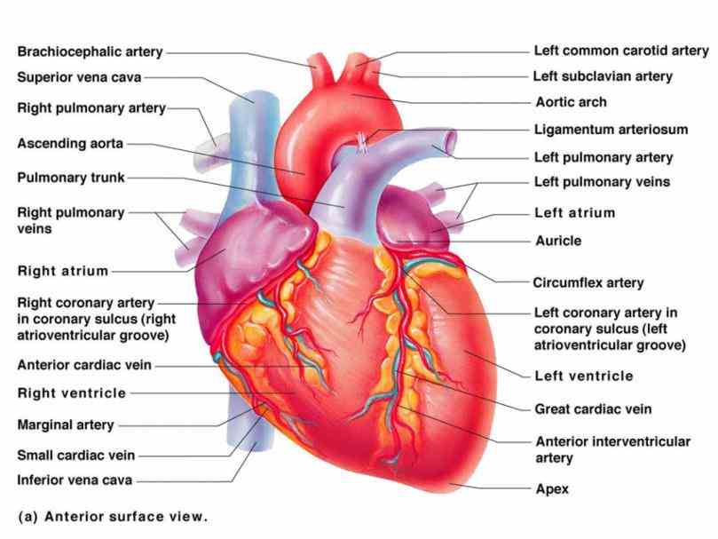 Blood Vessels Diagram Anatomy new project heart anatomy illustrations and animations for grades in diagram vessels that carry oxygenrich