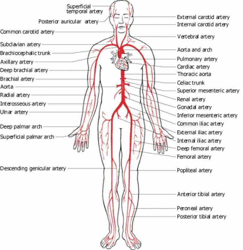 Arteries And Veins Of Human Body Anatomy Pictures Wallpapers