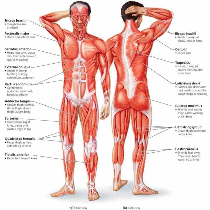 Body Muscles And Diagrams following labelled diagram of human anterior muscles includes some required by itec diploma in all