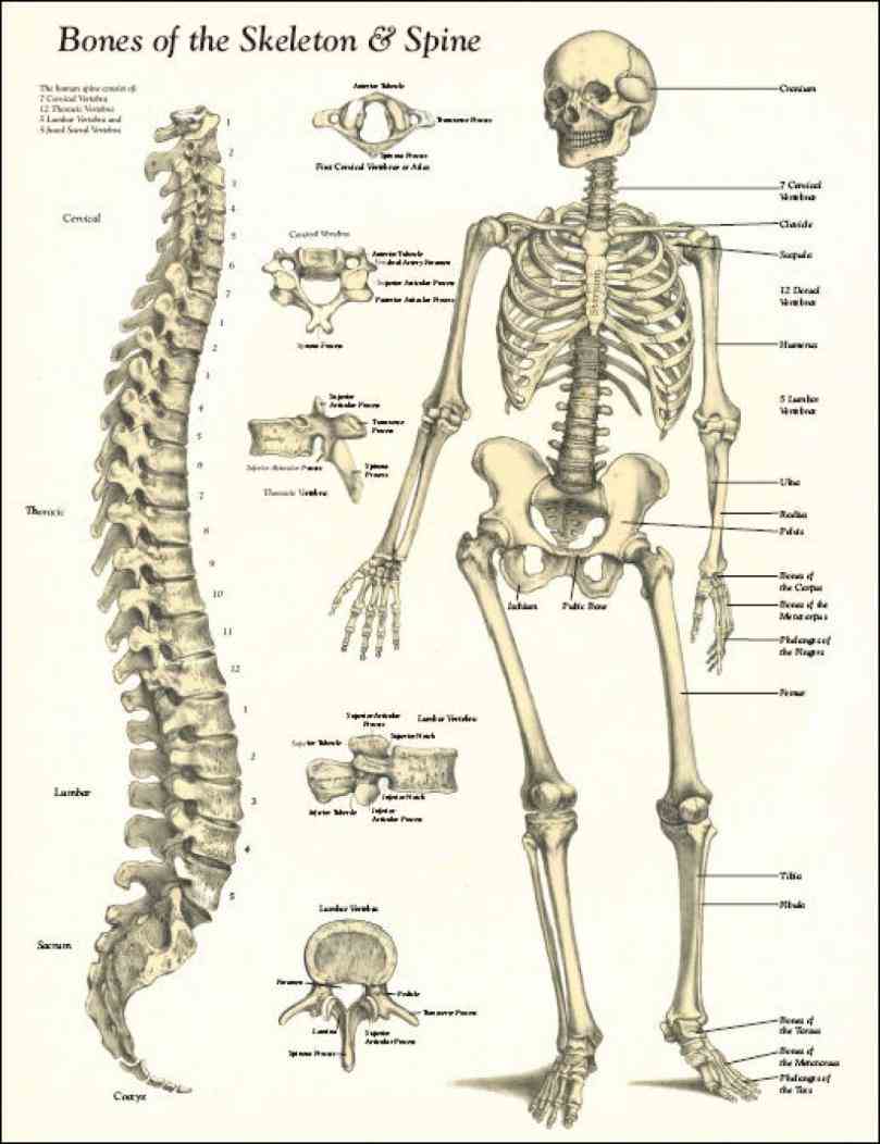 Body and functions of bones the skeleton include support not connected to sternum breastbone at all diaphragm wellden product