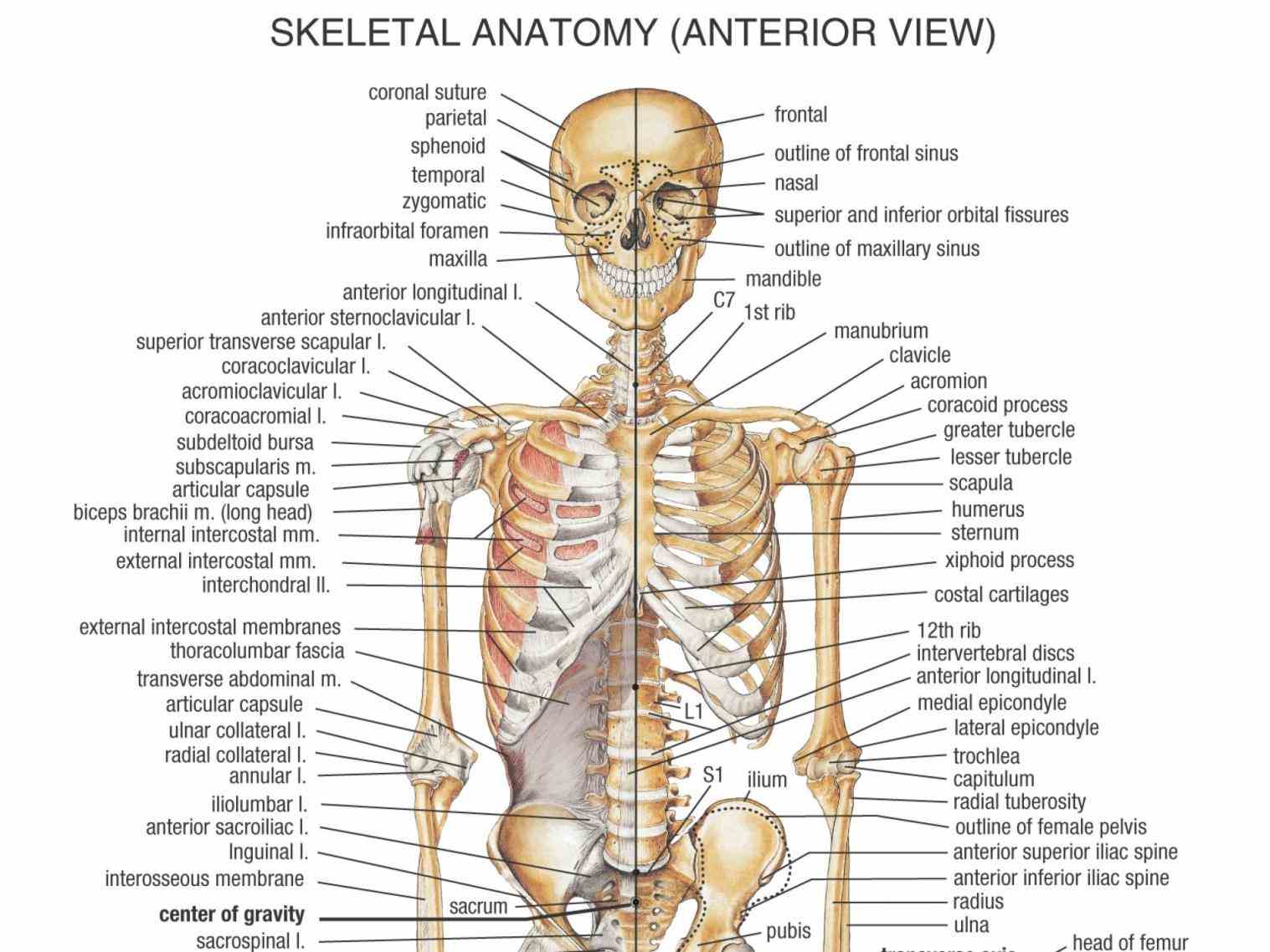 Anatomy Of Bones In Skeleton Pictures Wallpapers