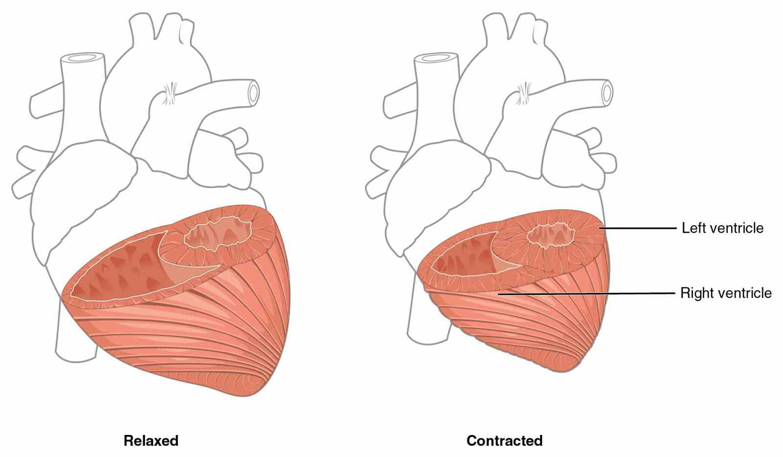 Muscles Of The Heart Are Called Pictures Wallpapers