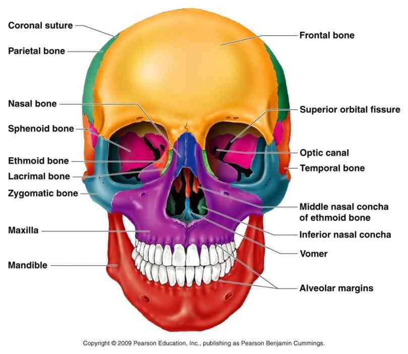 Diagrams Of Skull a rich collection of stock images vectors or photos for human skull anatomy you can buy