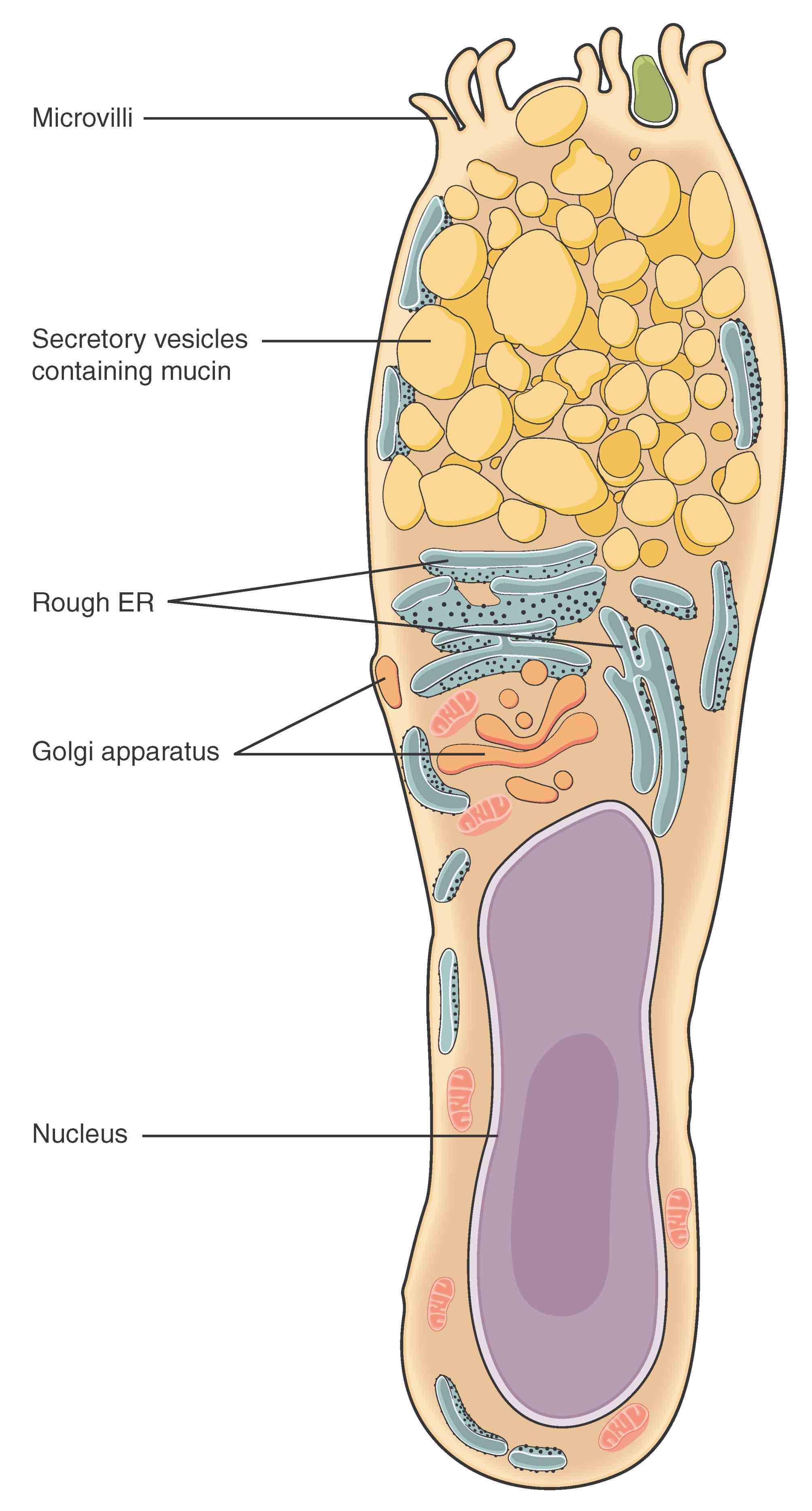 Epithelial Tissue Human Body set eight types of epithelial tissue first name indicates number cell layers intro to human