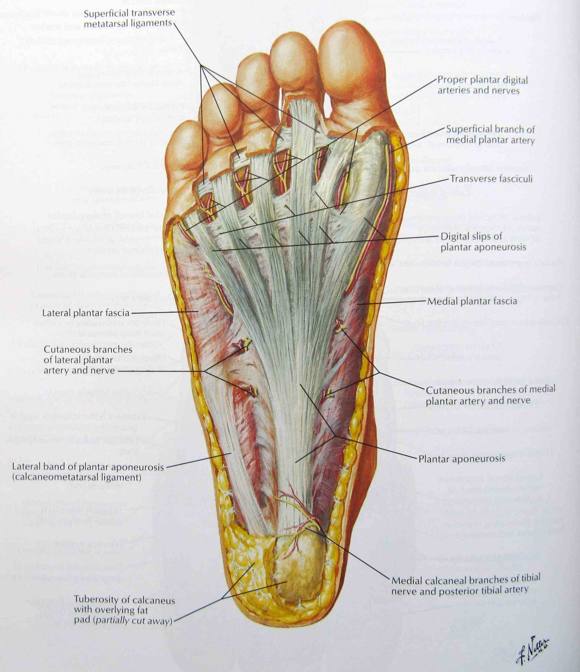 Anatomy The Bones Of The Foot