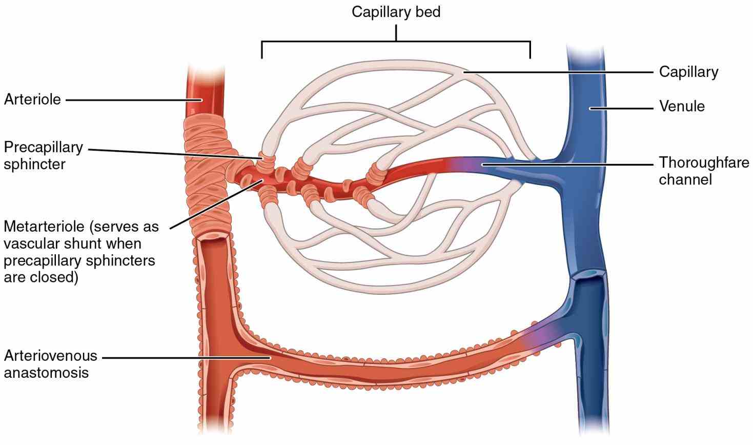 Arteries Structure And Function Pictures Wallpapers Arteries Structure And Function Pictures Wallpapers