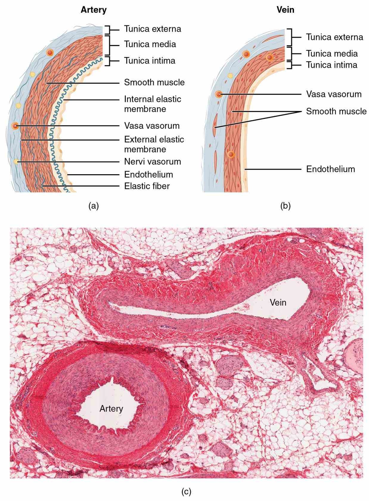 Arteries Structure And Function Pictures Wallpapers Arteries Structure And Function Pictures Wallpapers
