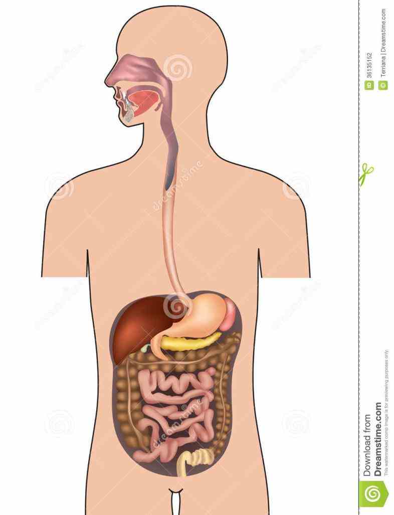 Images Of Digestive System Of Human Body Pictures Wallpapers