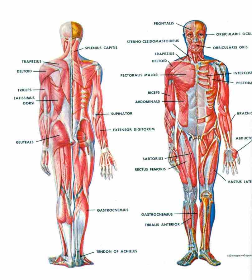 In The Human Body is anatomy there are major organ systems in the human body which include circulatory respiratory