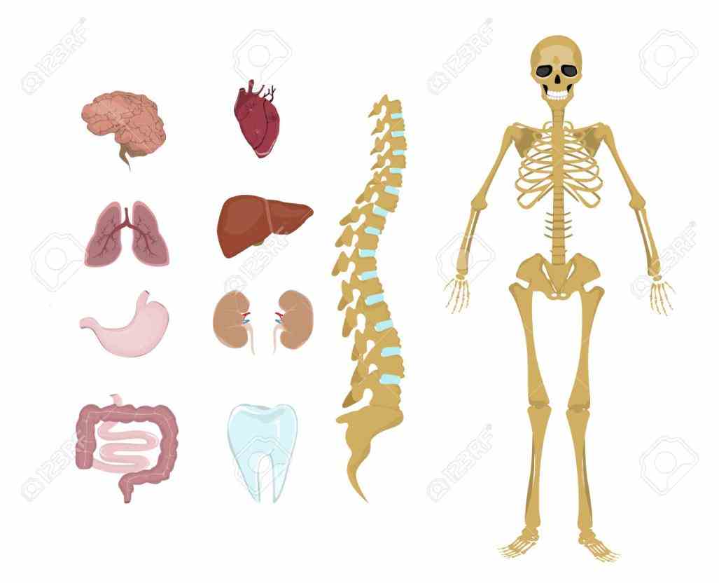 In The Human Body mai the human body is made up of organ systems that work with one another