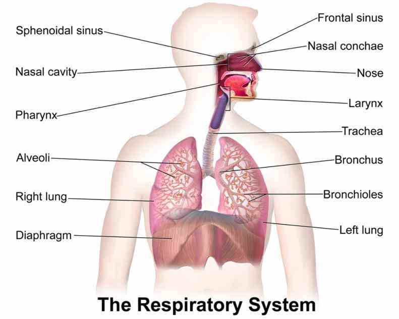 Epithelial Tissue In The Respiratory System Pictures Wallpapers
