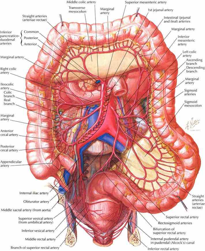 Intestine In Humans set the large intestine is second to last part of digestive system—the final stage alimentary canal