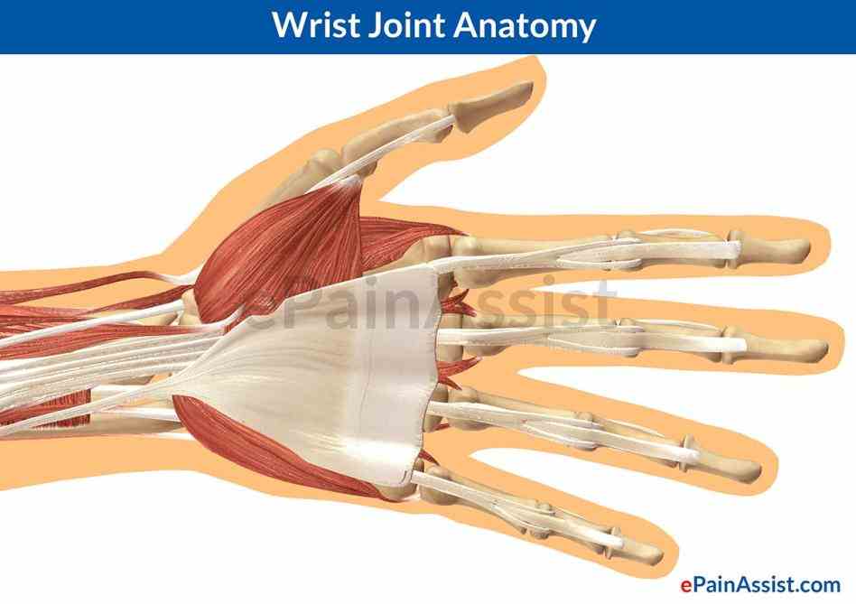 Anatomy Of The Wrist Joint Pictures Wallpapers