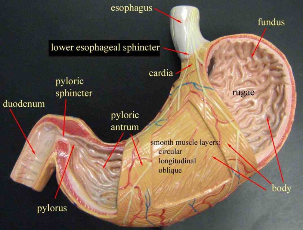 Label The Human Stomach on a diagram the four main regions of stomach
